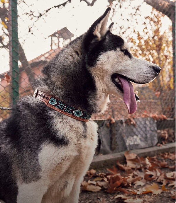 pet