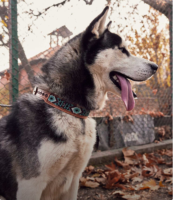 pet